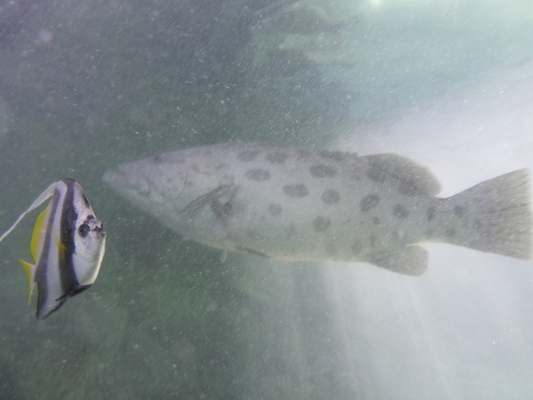 P1010503 (02-15-2015 13:46)