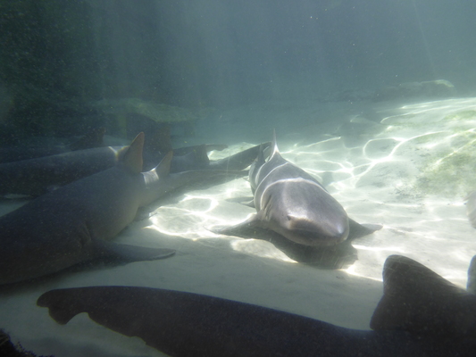 P1010504 (02-15-2015 13:46)