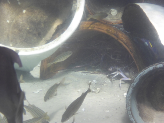 P1010505 (02-15-2015 13:47)