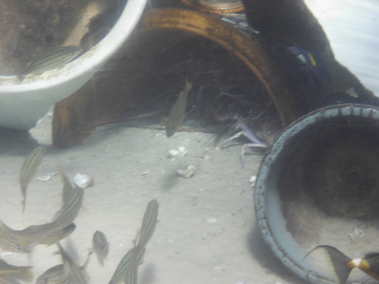 P1010506 (02-15-2015 13:47)