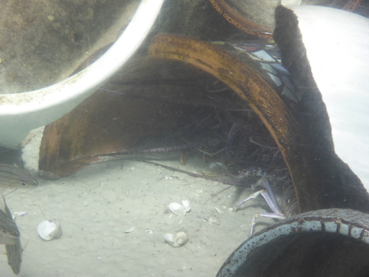 P1010507 (02-15-2015 13:48)