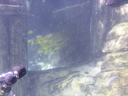 P1010511 (02-15-2015 13:48)