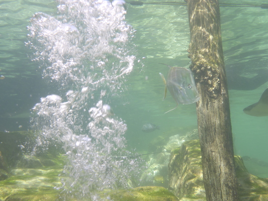 P1010513 (02-15-2015 13:49)