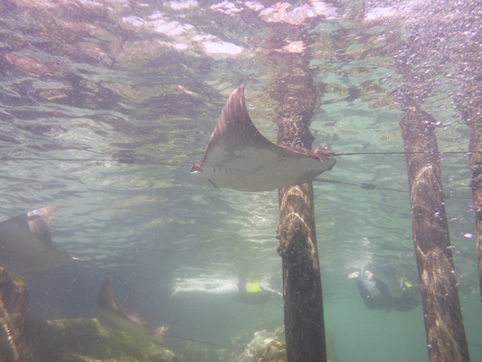 P1010543 (02-15-2015 13:53)