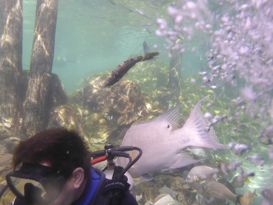 P1010544 (02-15-2015 13:53)