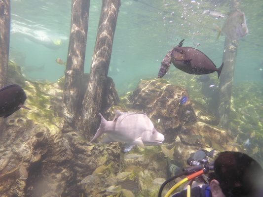 P1010545 (02-15-2015 13:53)