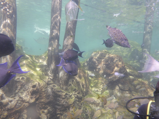 P1010546 (02-15-2015 13:53)