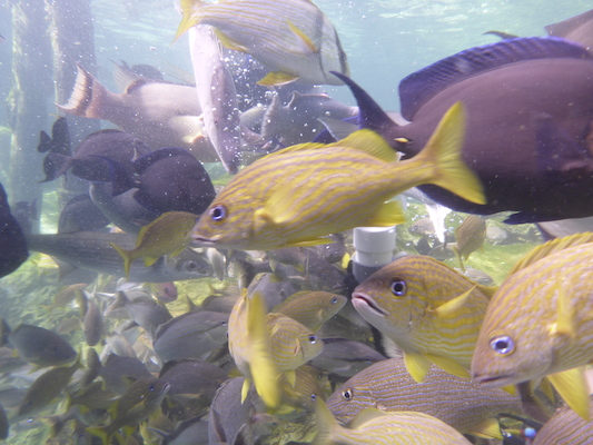 P1010548 (02-15-2015 13:56)