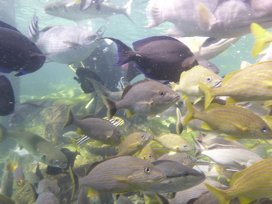 P1010549 (02-15-2015 13:56)