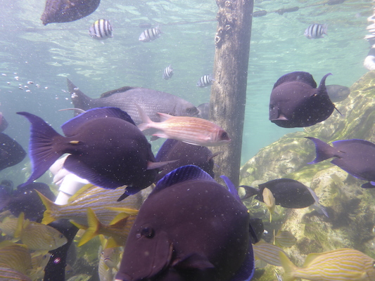 P1010550 (02-15-2015 13:56)