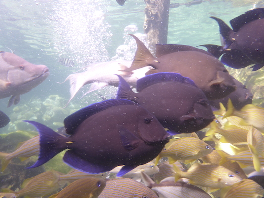 P1010551 (02-15-2015 13:56)