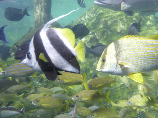 P1010552 (02-15-2015 13:56)