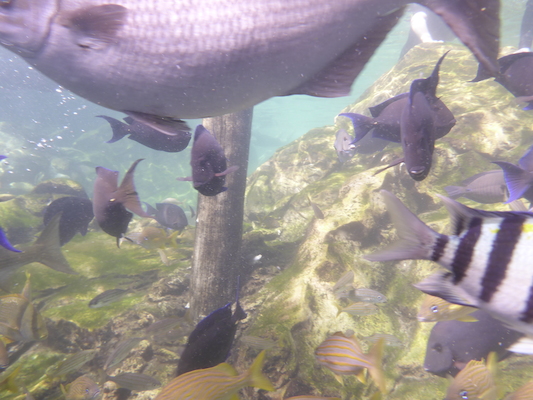 P1010553 (02-15-2015 13:56)