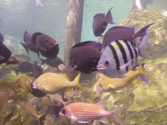 P1010554 (02-15-2015 13:56)