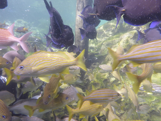 P1010555 (02-15-2015 13:56)