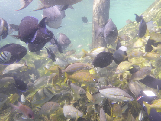 P1010556 (02-15-2015 13:57)