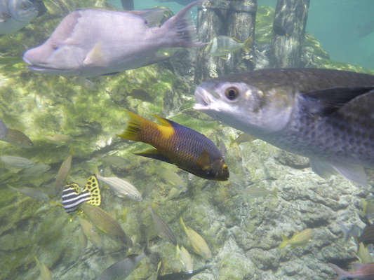 P1010557 (02-15-2015 13:57)