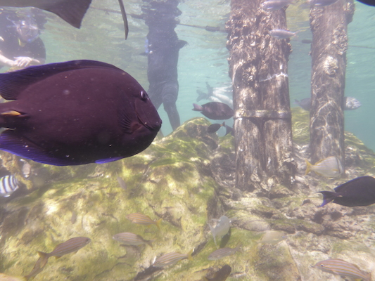 P1010558 (02-15-2015 13:57)