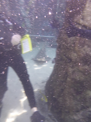 P1010566 (02-15-2015 13:59)