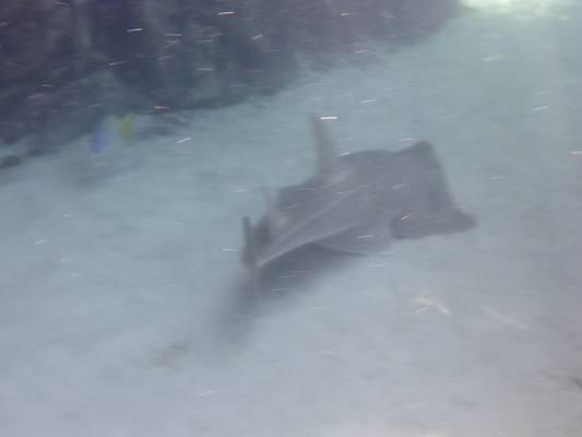 P1010567 (02-15-2015 13:59)