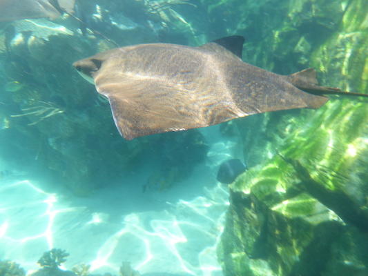 P1010570 (02-15-2015 14:11)