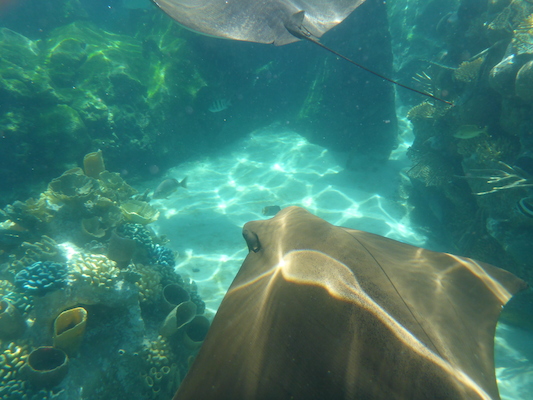 P1010571 (02-15-2015 14:11)