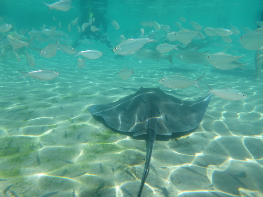 P1010572 (02-15-2015 14:12)