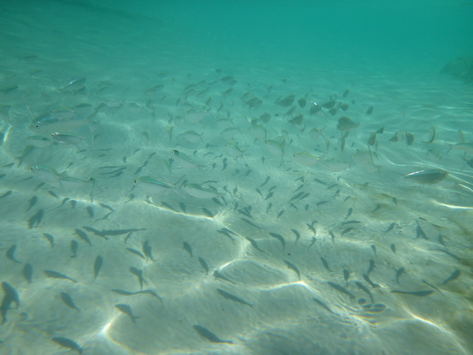 P1010573 (02-15-2015 14:13)