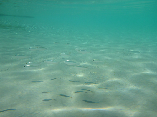 P1010574 (02-15-2015 14:13)