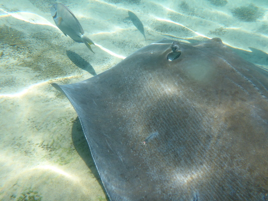 P1010575 (02-15-2015 14:23)