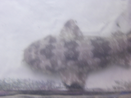 P1010576 (02-15-2015 14:26)