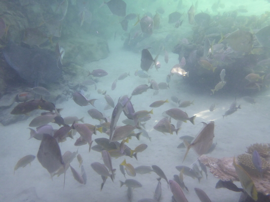 P1010577 (02-15-2015 14:27)