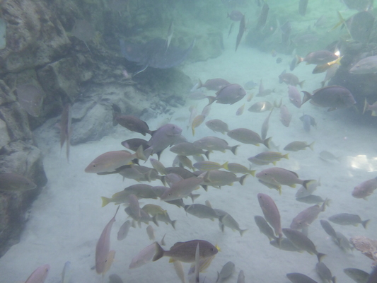 P1010578 (02-15-2015 14:27)