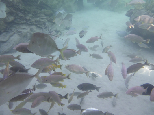 P1010579 (02-15-2015 14:27)