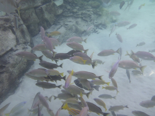 P1010580 (02-15-2015 14:27)