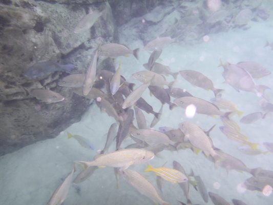 P1010581 (02-15-2015 14:27)