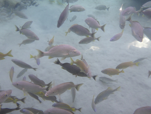 P1010582 (02-15-2015 14:27)