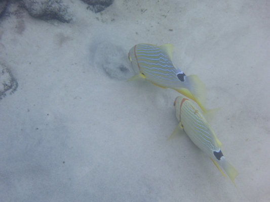 P1010583 (02-15-2015 14:28)