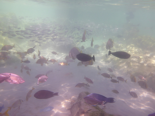 P1010584 (02-15-2015 14:29)