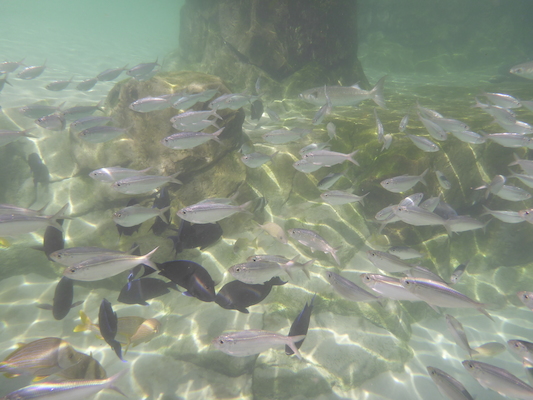 P1010585 (02-15-2015 14:30)