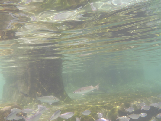 P1010586 (02-15-2015 14:30)