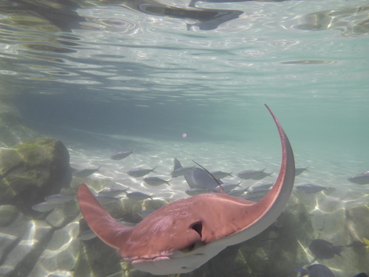 P1010587 (02-15-2015 14:30)