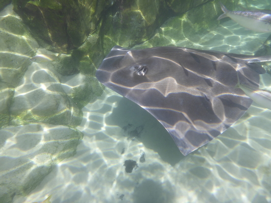 P1010588 (02-15-2015 14:30)