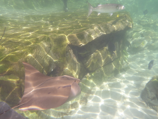 P1010589 (02-15-2015 14:30)