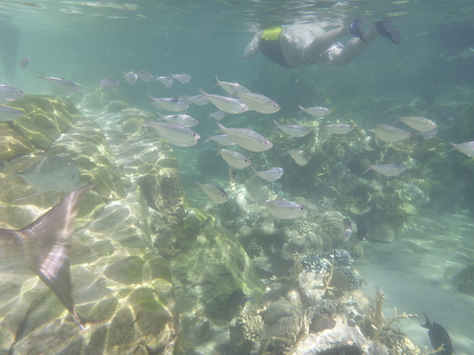 P1010590 (02-15-2015 14:31)