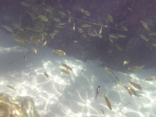 P1010591 (02-15-2015 14:34)