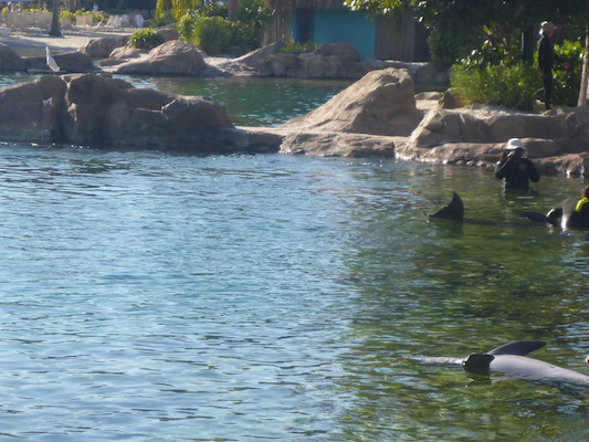 P1010604 (02-15-2015 16:04)