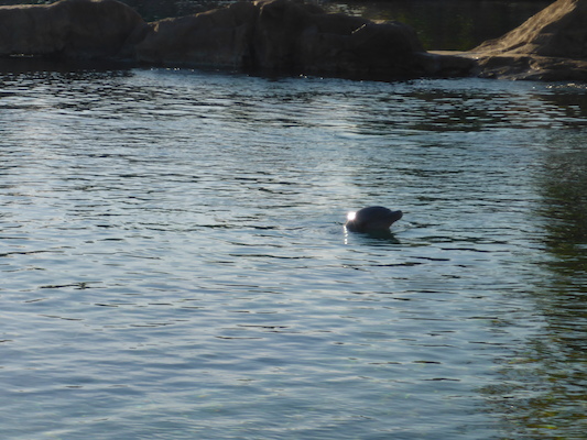 P1010616 (02-15-2015 16:59)