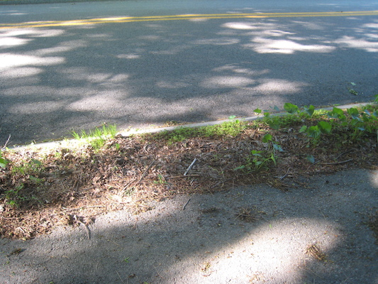 IMG_0231 (05-19-2014 08:17)