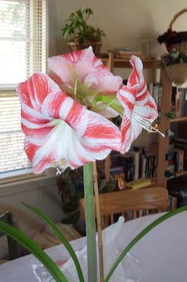 Amaryllis